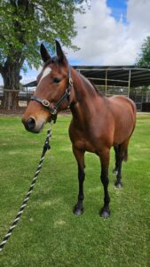 Cutting Roses | OTTWA Retraining & Rehoming Program – Ready For New Home. thumbnail