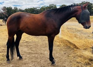 Shadow Of The Eagle thumbnail