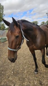 Fleet of Foot thumbnail