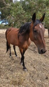 Maritana Belle thumbnail