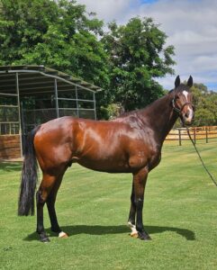 Just Striking | OTTWA Retraining & Rehoming Program – Ready For New Home. thumbnail